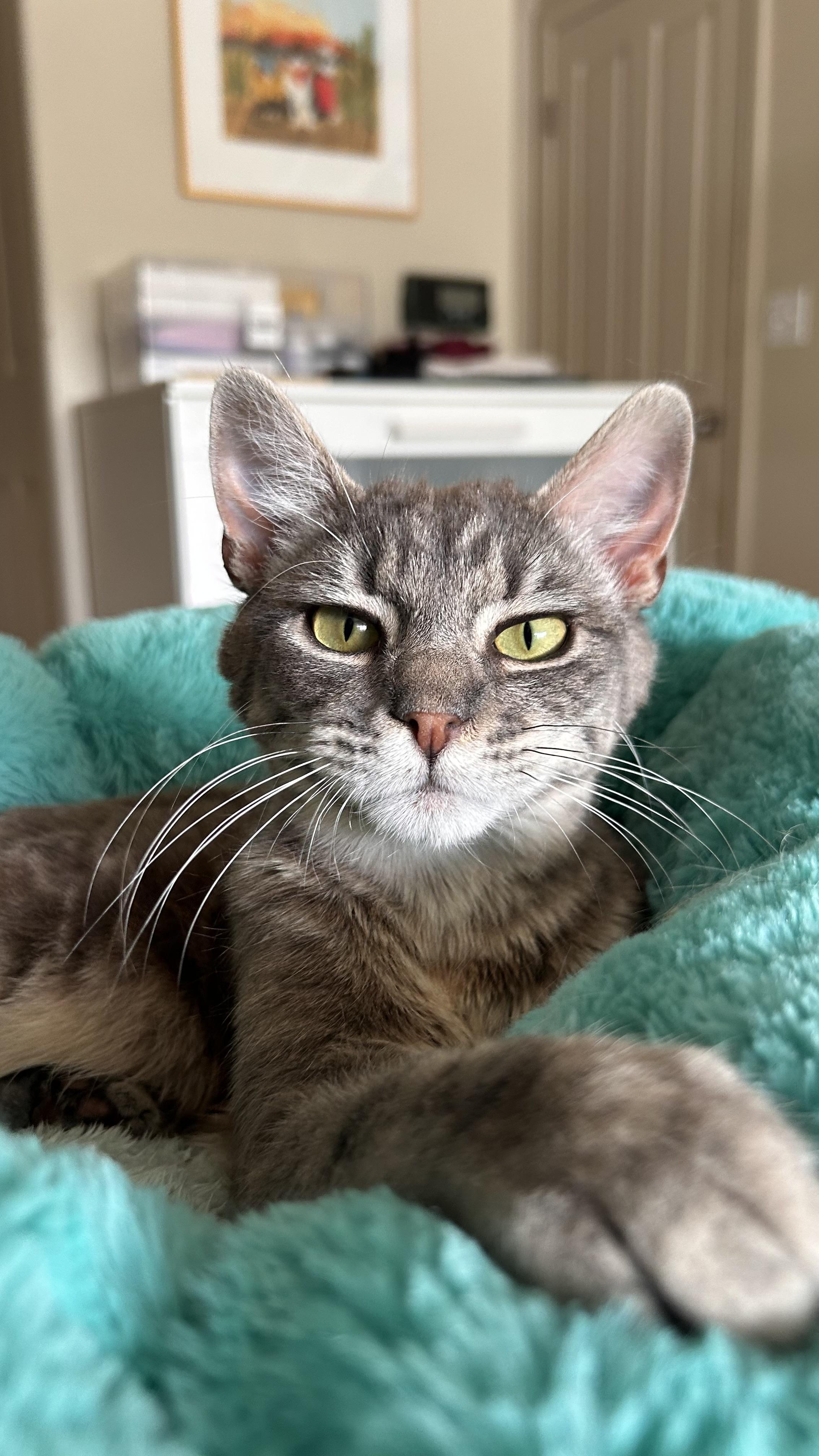 Kestrel, an adopted Domestic Short Hair in Portland, OR image 2/6