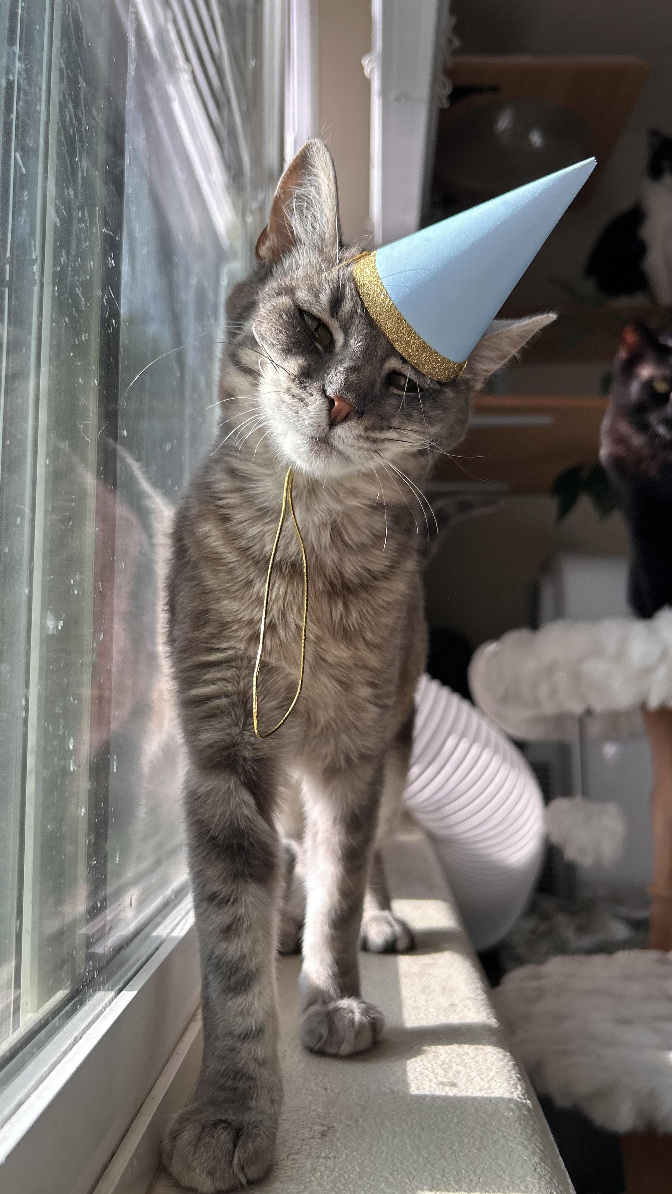 Kestrel, an adopted Domestic Short Hair in Portland, OR image 1/6