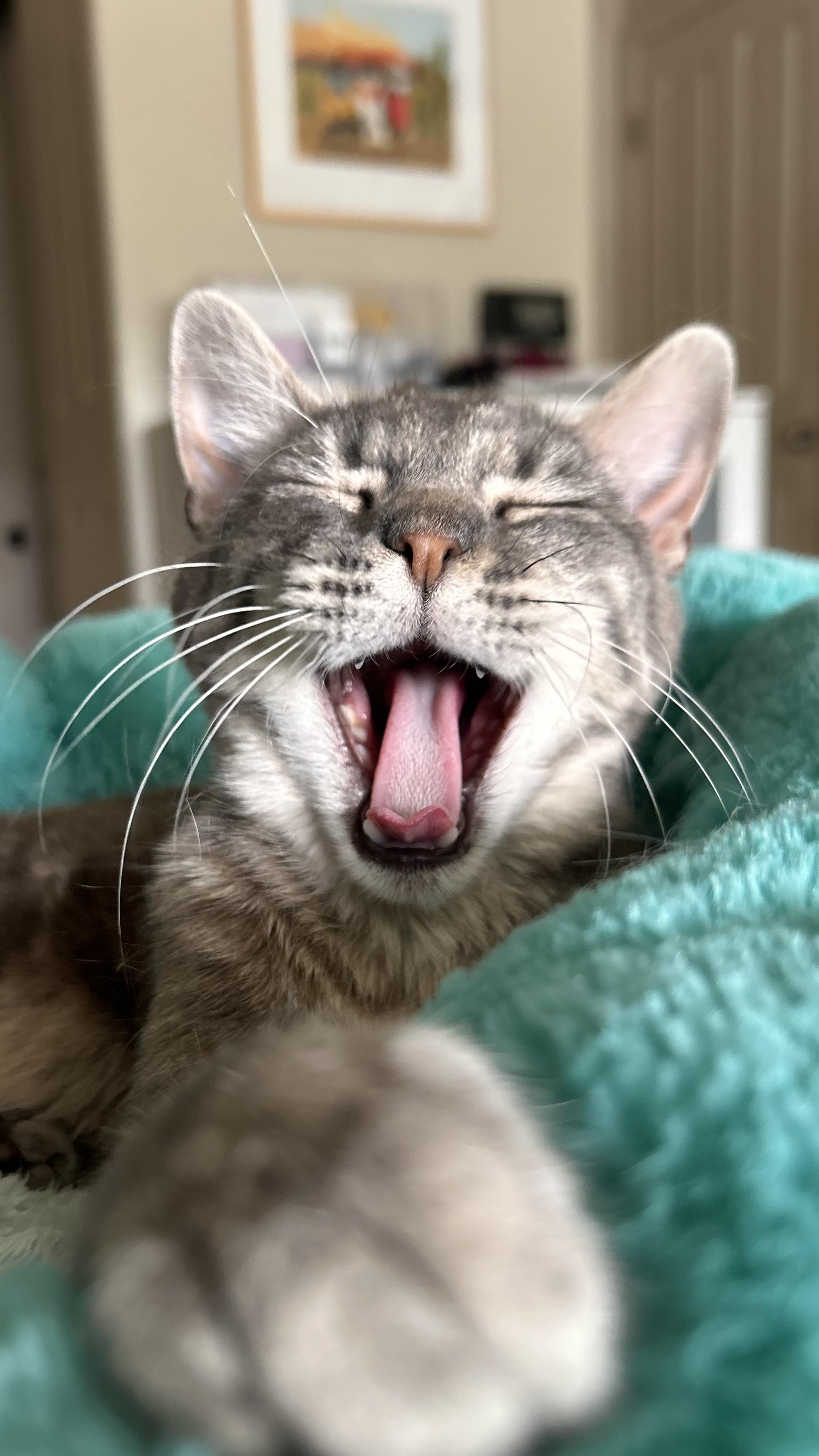 Kestrel, an adopted Domestic Short Hair in Portland, OR image 4/6