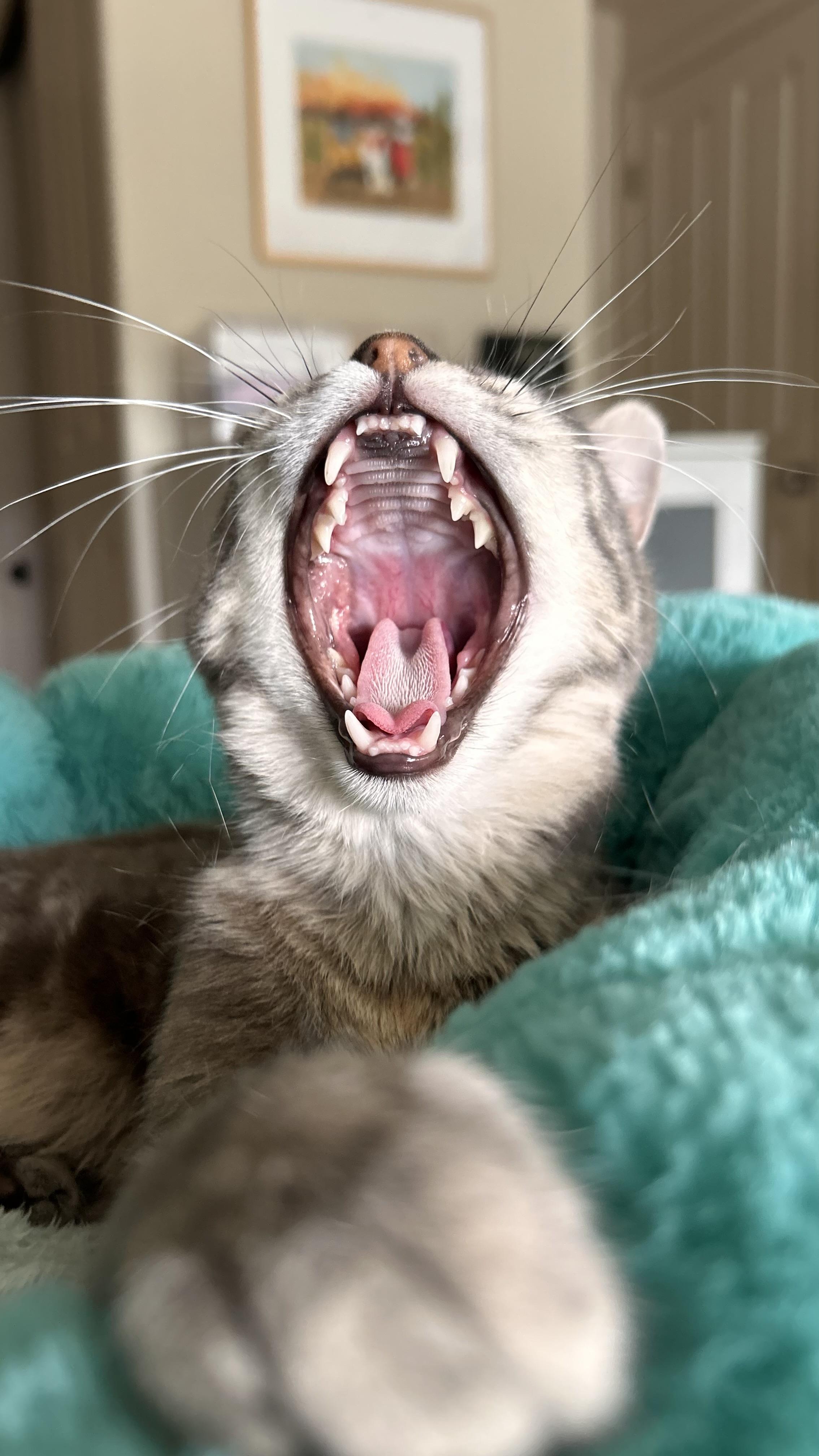 Kestrel, an adopted Domestic Short Hair in Portland, OR image 6/6