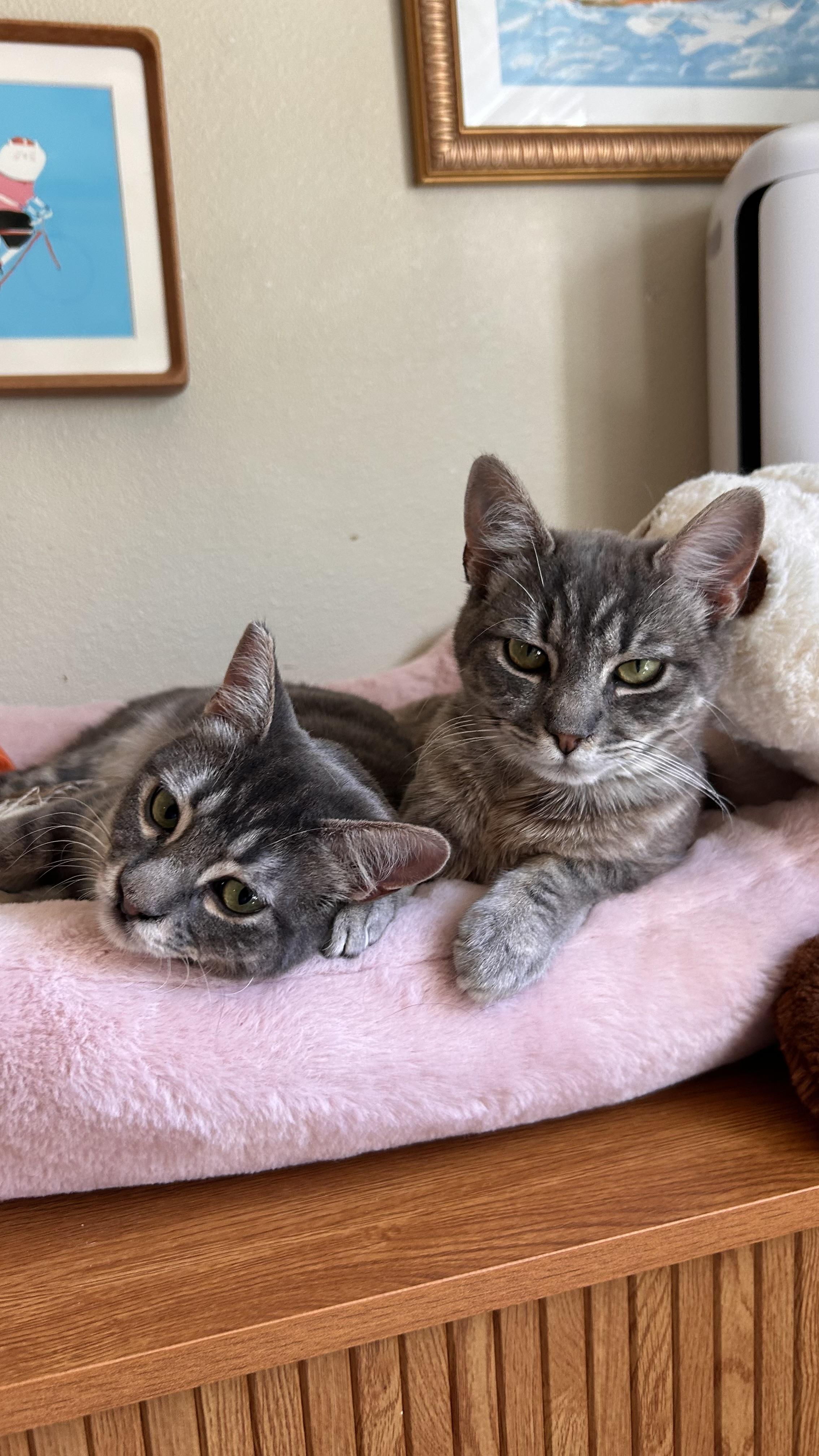 Kestrel, an adopted Domestic Short Hair in Portland, OR image 3/6