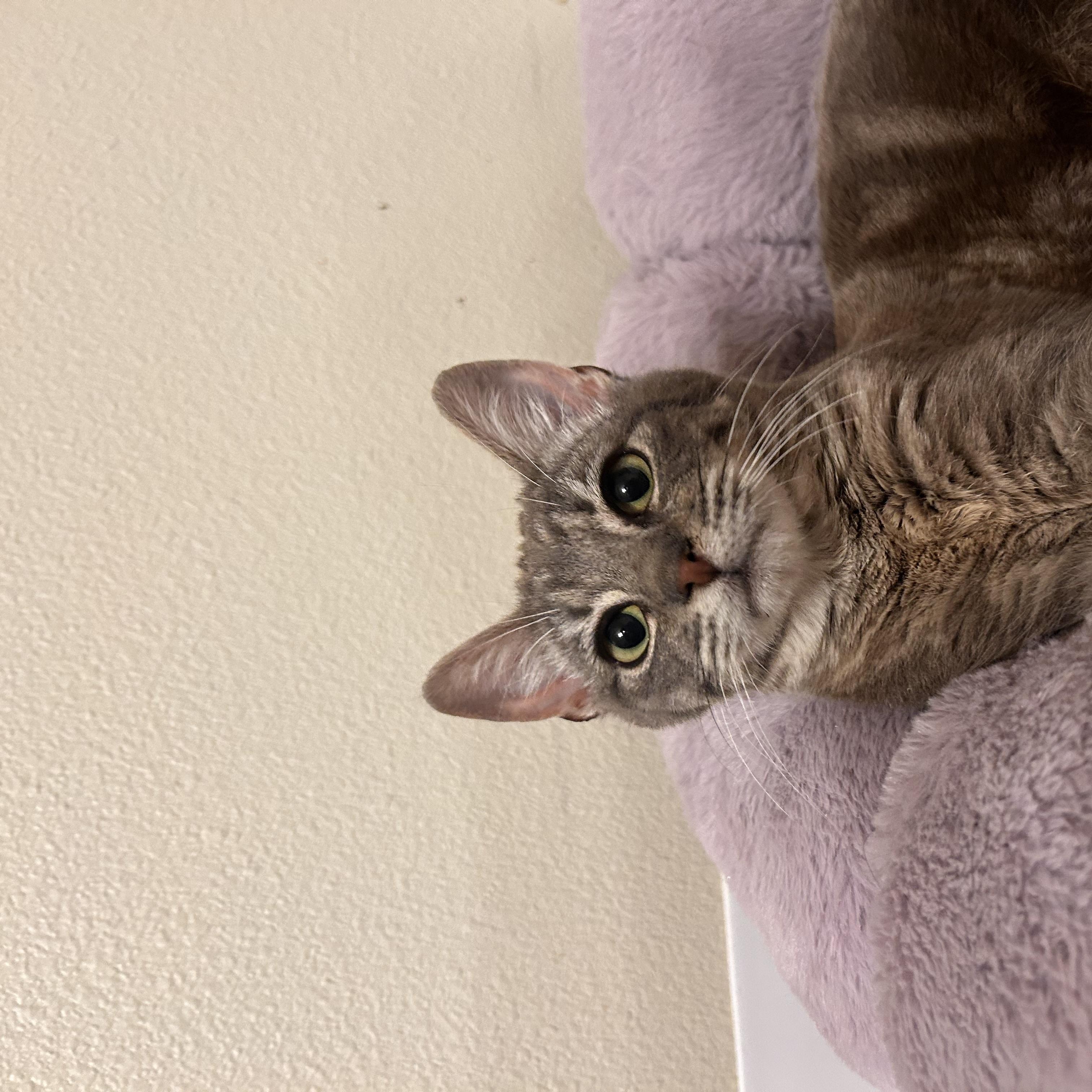 Kestrel, an adopted Domestic Short Hair in Portland, OR image 5/6