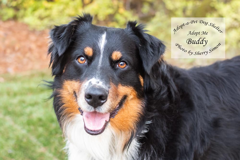BUDDY, Adoptable, Adult Male Australian Shepherd.