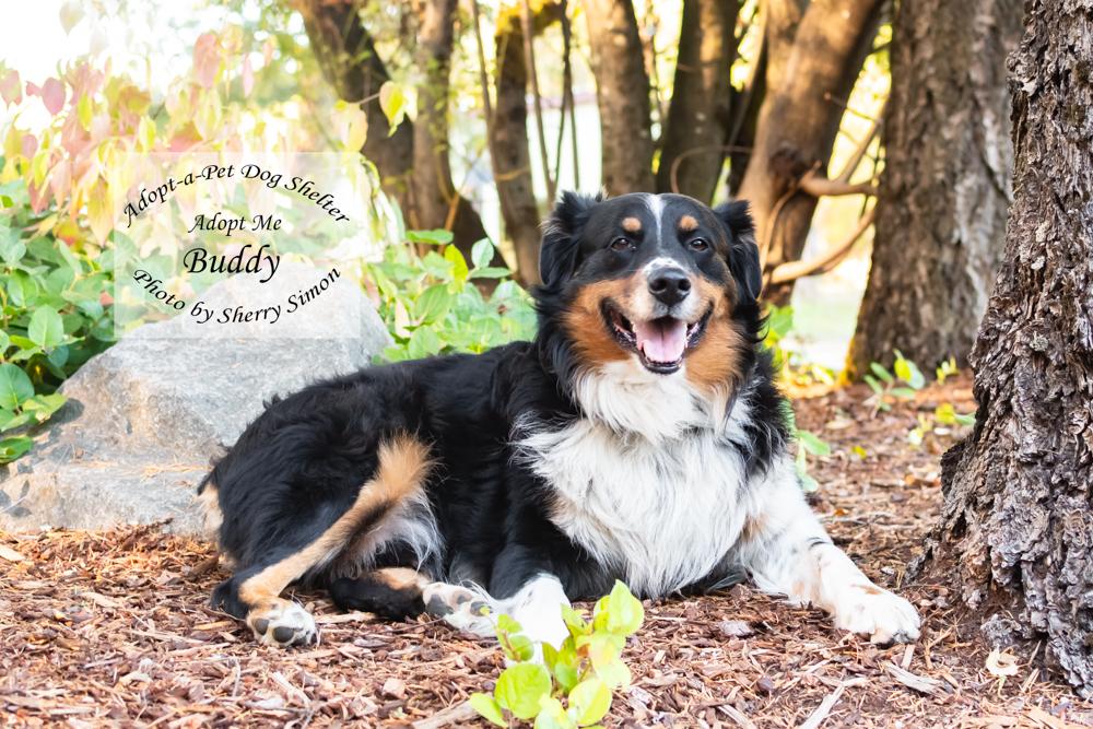 Enlarge BUDDY, a Adoptable Australian Shepherd in Shelton, WA image 4/6