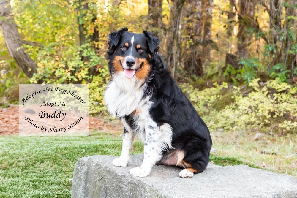 Enlarge BUDDY, a Adoptable Australian Shepherd in Shelton, WA image 5/6