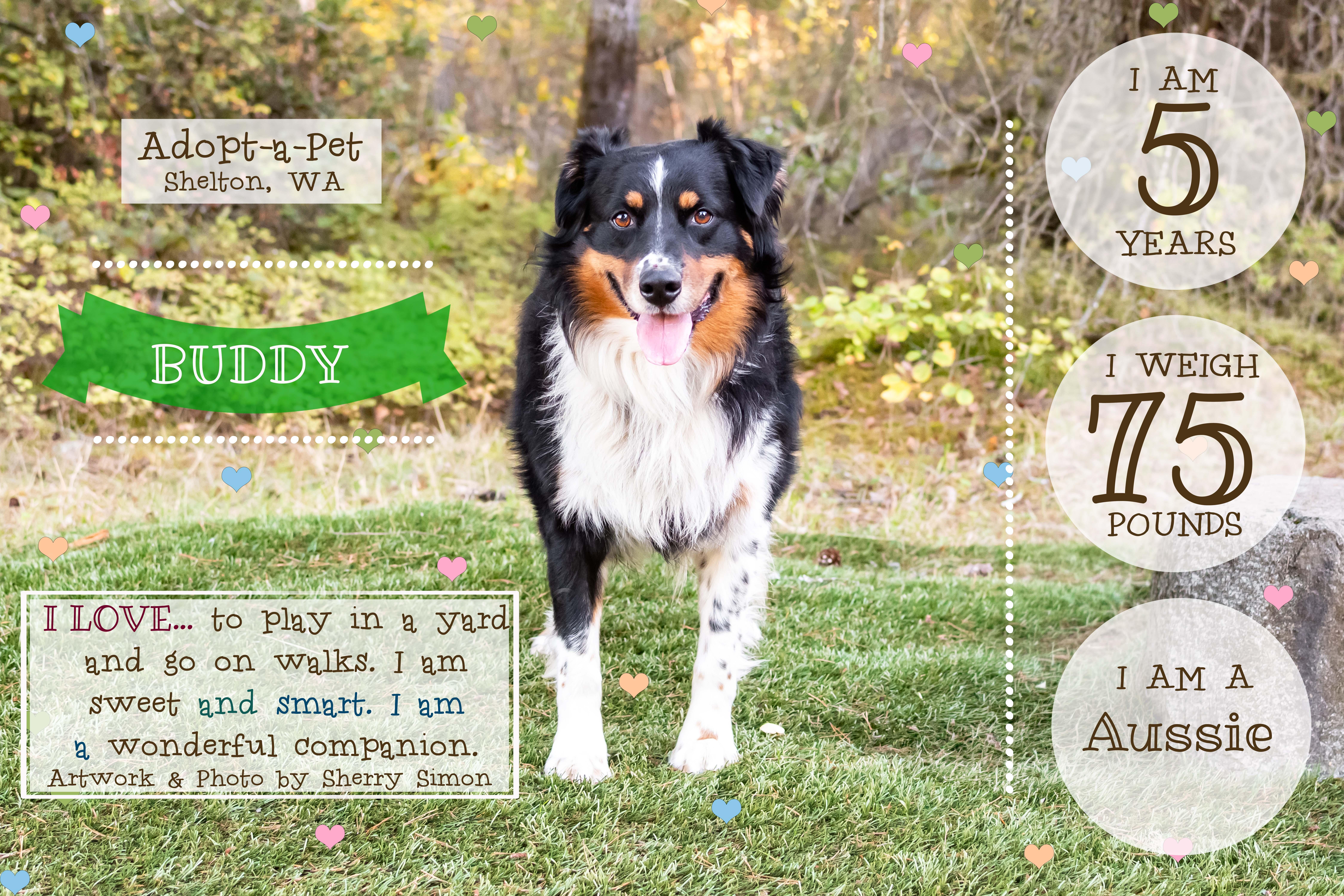 Enlarge BUDDY, a Adoptable Australian Shepherd in Shelton, WA image 2/6