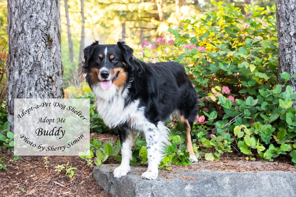Enlarge BUDDY, a Adoptable Australian Shepherd in Shelton, WA image 3/6