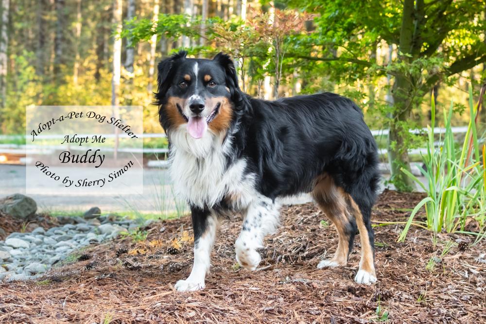 Enlarge BUDDY, a Adoptable Australian Shepherd in Shelton, WA image 6/6