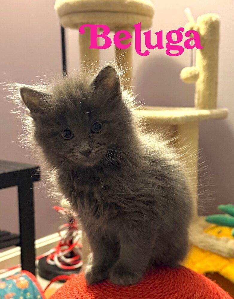 Kitten: Beluga *MUST be adopted with a playmate OR to a home with another young cat*, Adoptable, Kitten Female Domestic Medium Hair & Domestic Short Hair.