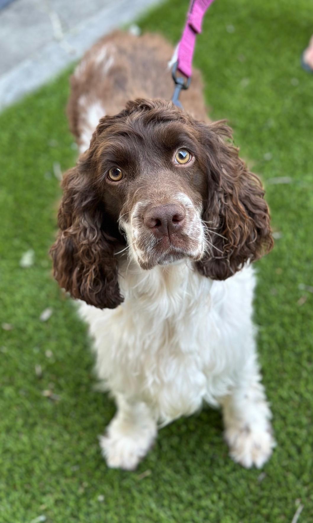 Eleanor English Springer Spaniel Dog