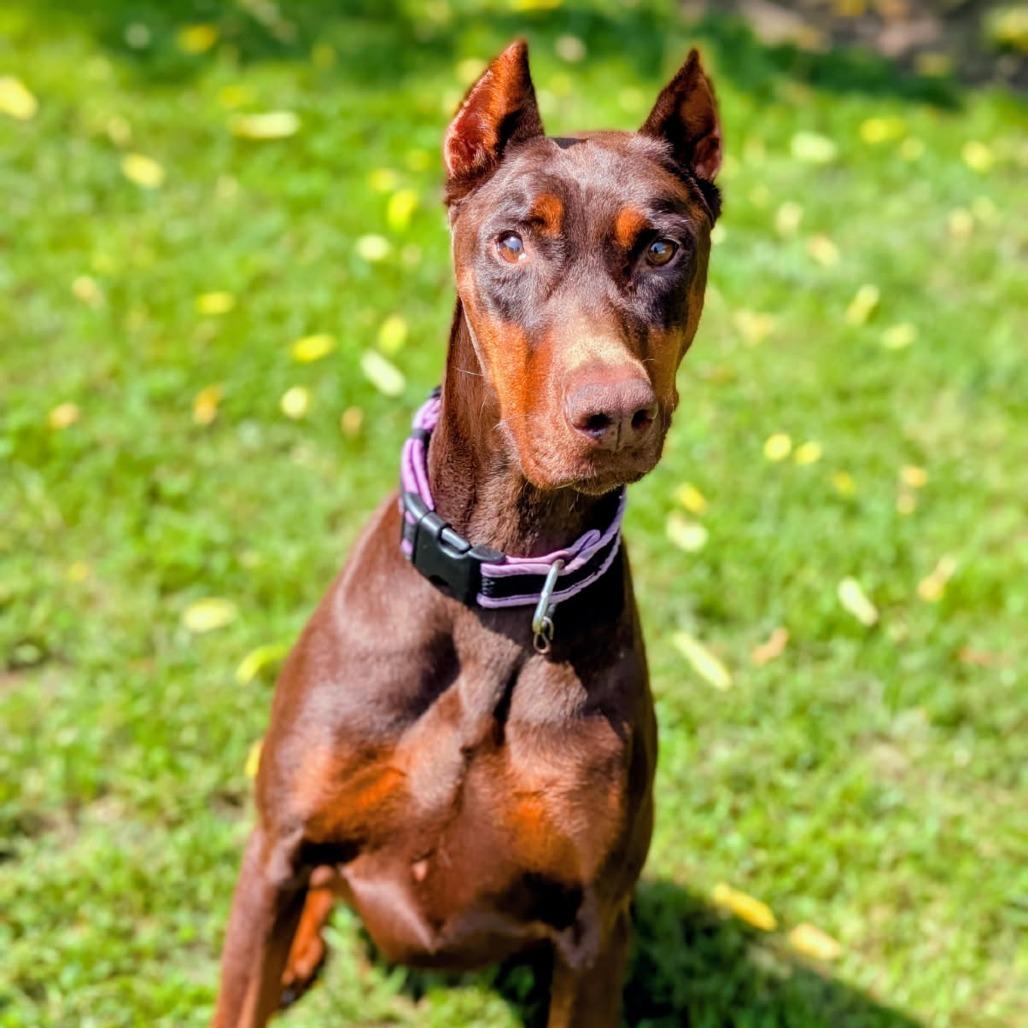 7900 Lucy, Adoptable, Adult Female Doberman Pinscher.