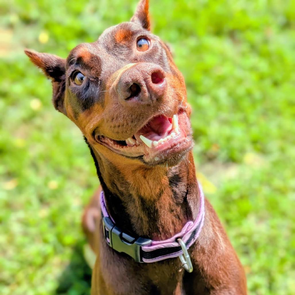 Enlarge 7900 Lucy, a Adoptable Doberman Pinscher in Sandown, NH image 2/4