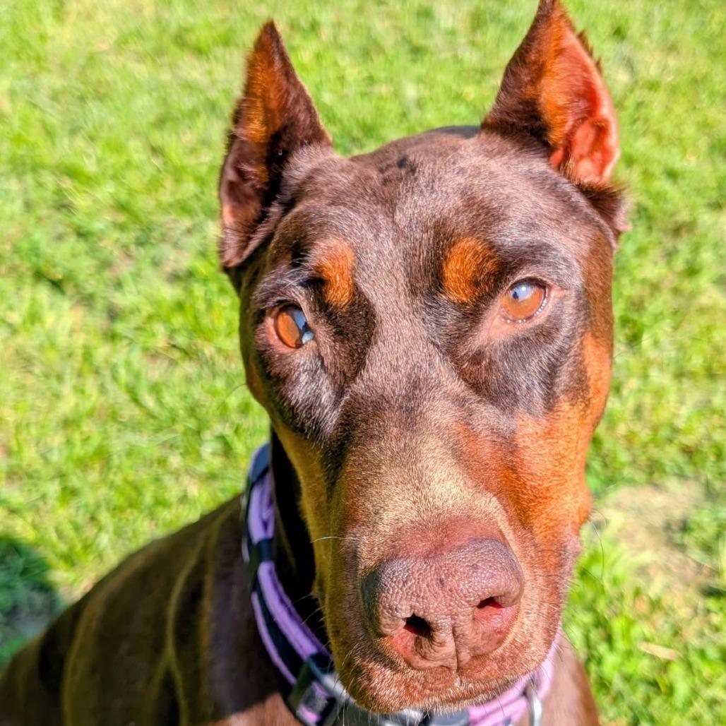 Enlarge 7900 Lucy, a Adoptable Doberman Pinscher in Sandown, NH image 3/4