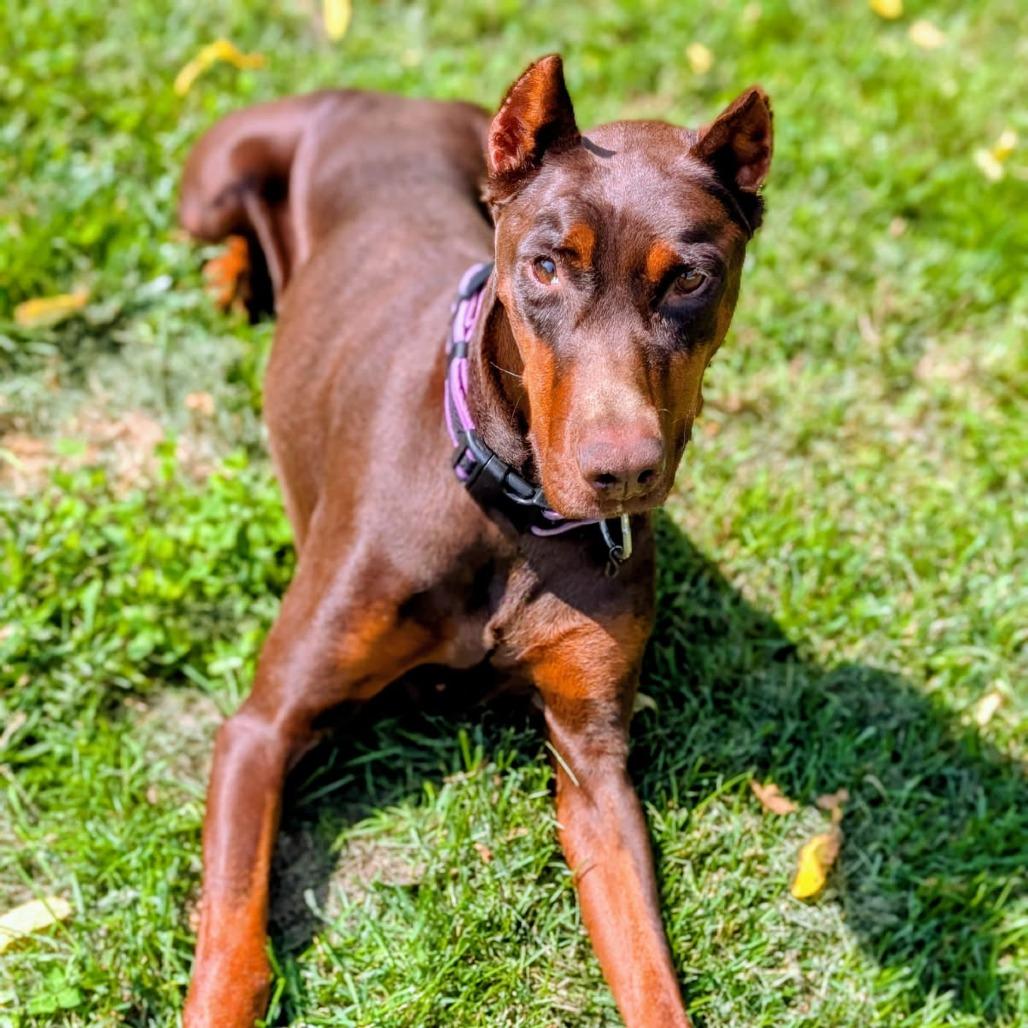 Enlarge 7900 Lucy, a Adoptable Doberman Pinscher in Sandown, NH image 4/4