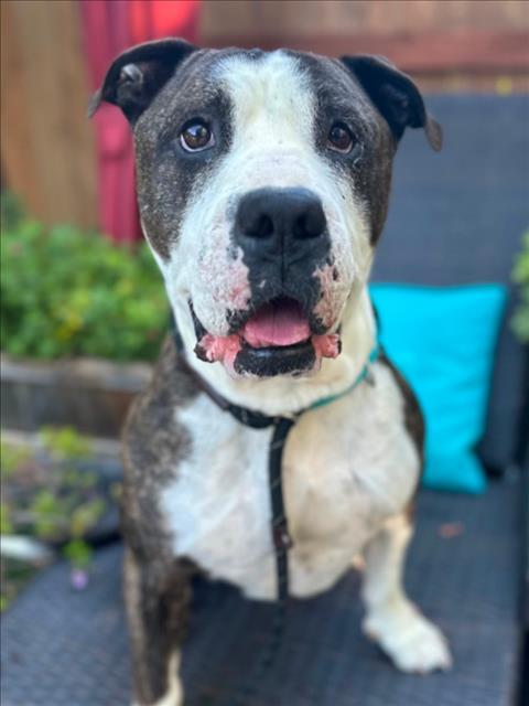 *MEATBALL SUB, Adoptable, Adult Male Pit Bull Terrier.