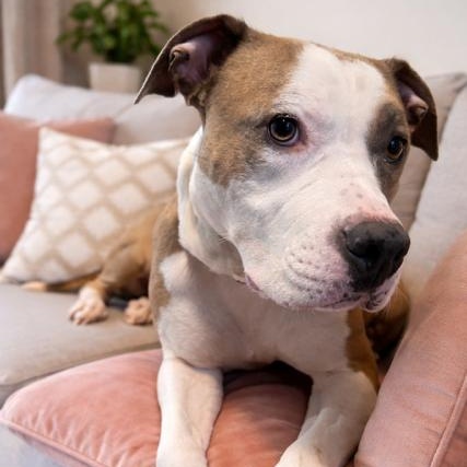 Enlarge Missy - Foster to Adopt, an adoptable American Bully in Mississauga, ON image 2/4