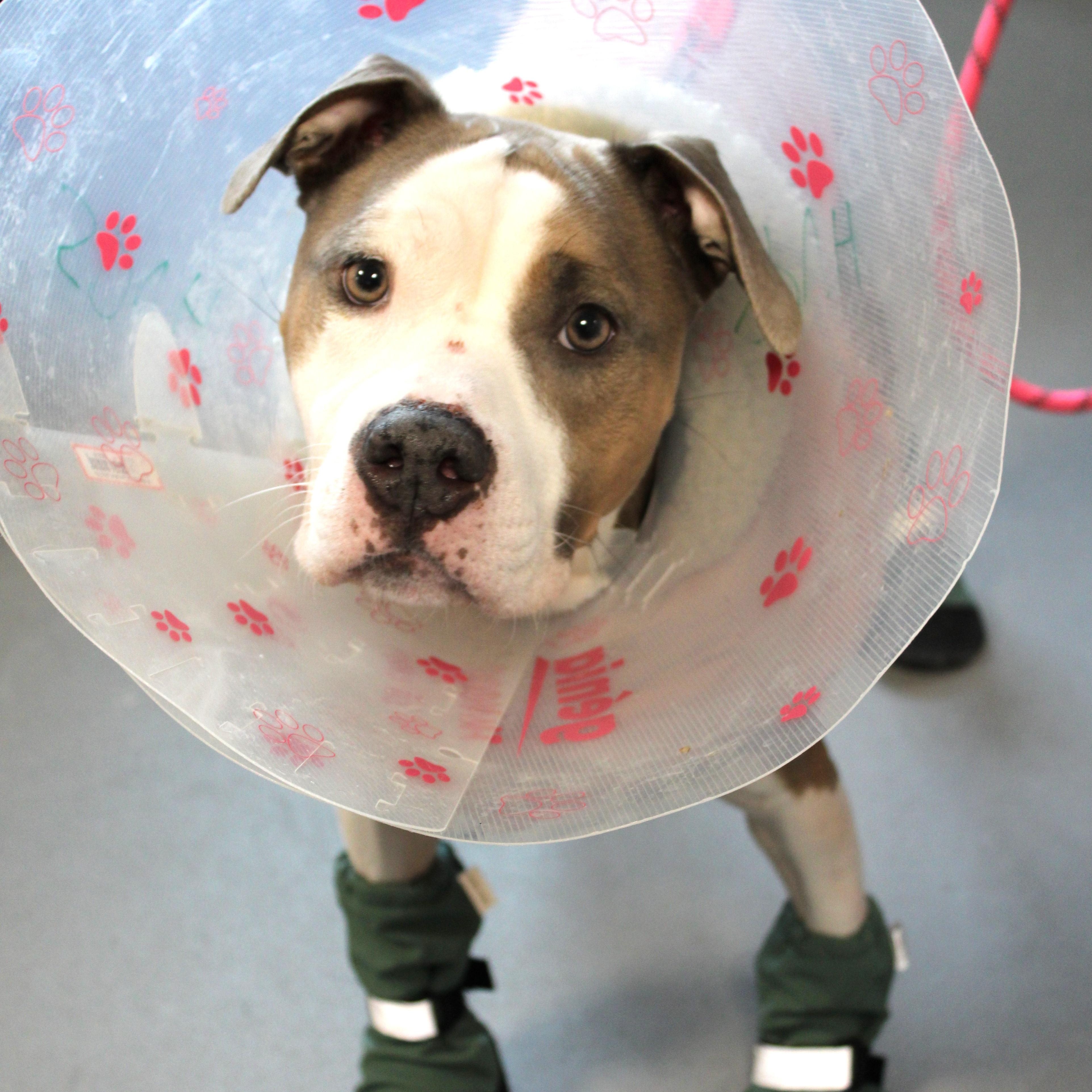 Enlarge Missy - Foster to Adopt, an adoptable American Bully in Mississauga, ON image 4/4