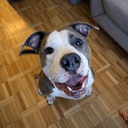 Enlarge Missy - Foster to Adopt, an adoptable American Bully in Mississauga, ON image 3/4