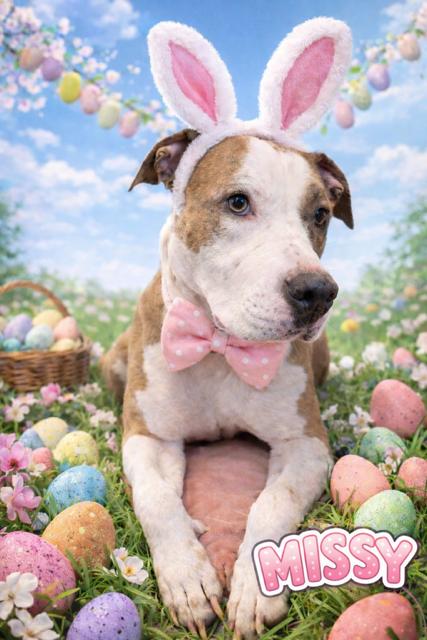 Missy, adoptable, Adult Female American Bully.