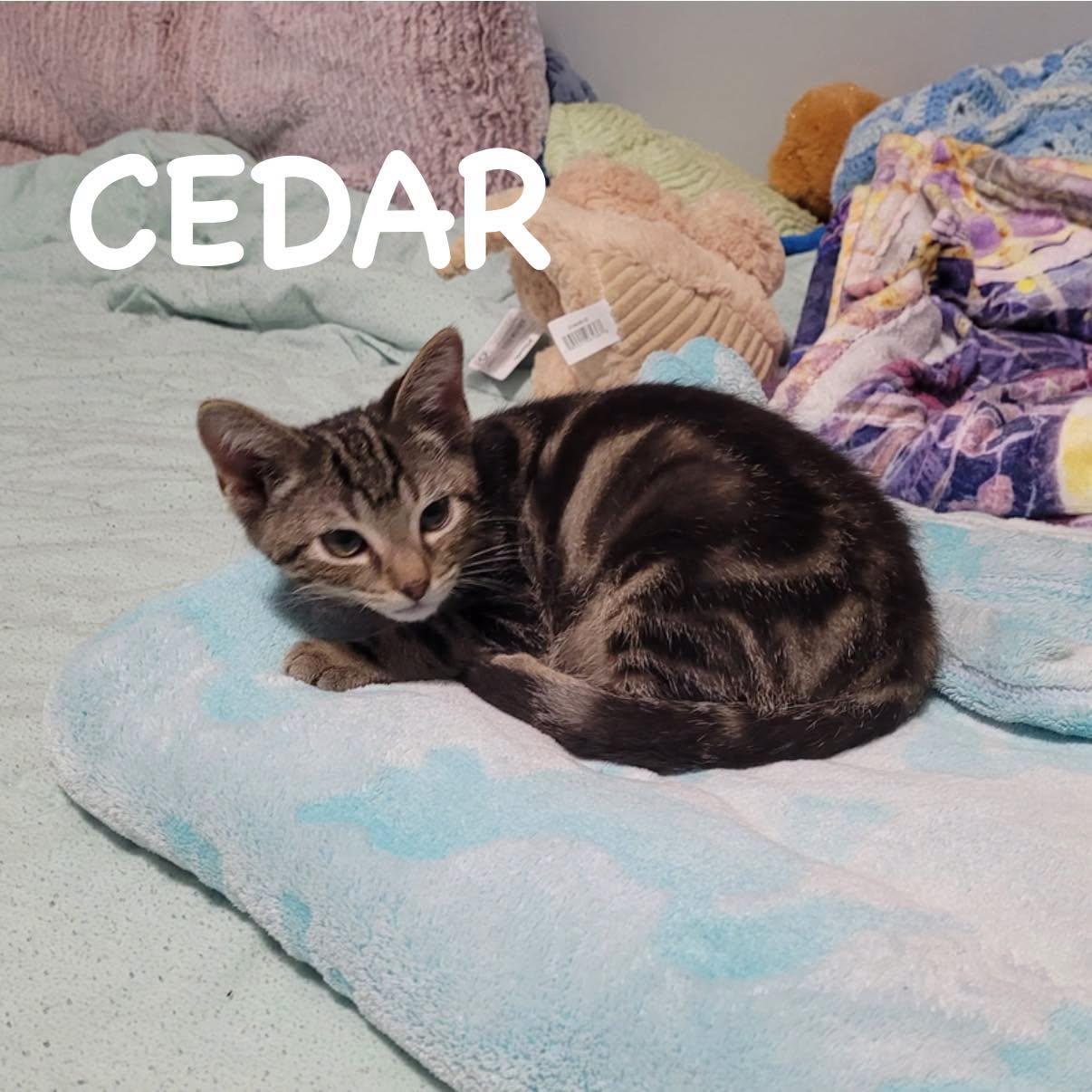 Cedar, Adoptable, Kitten Male Domestic Short Hair.