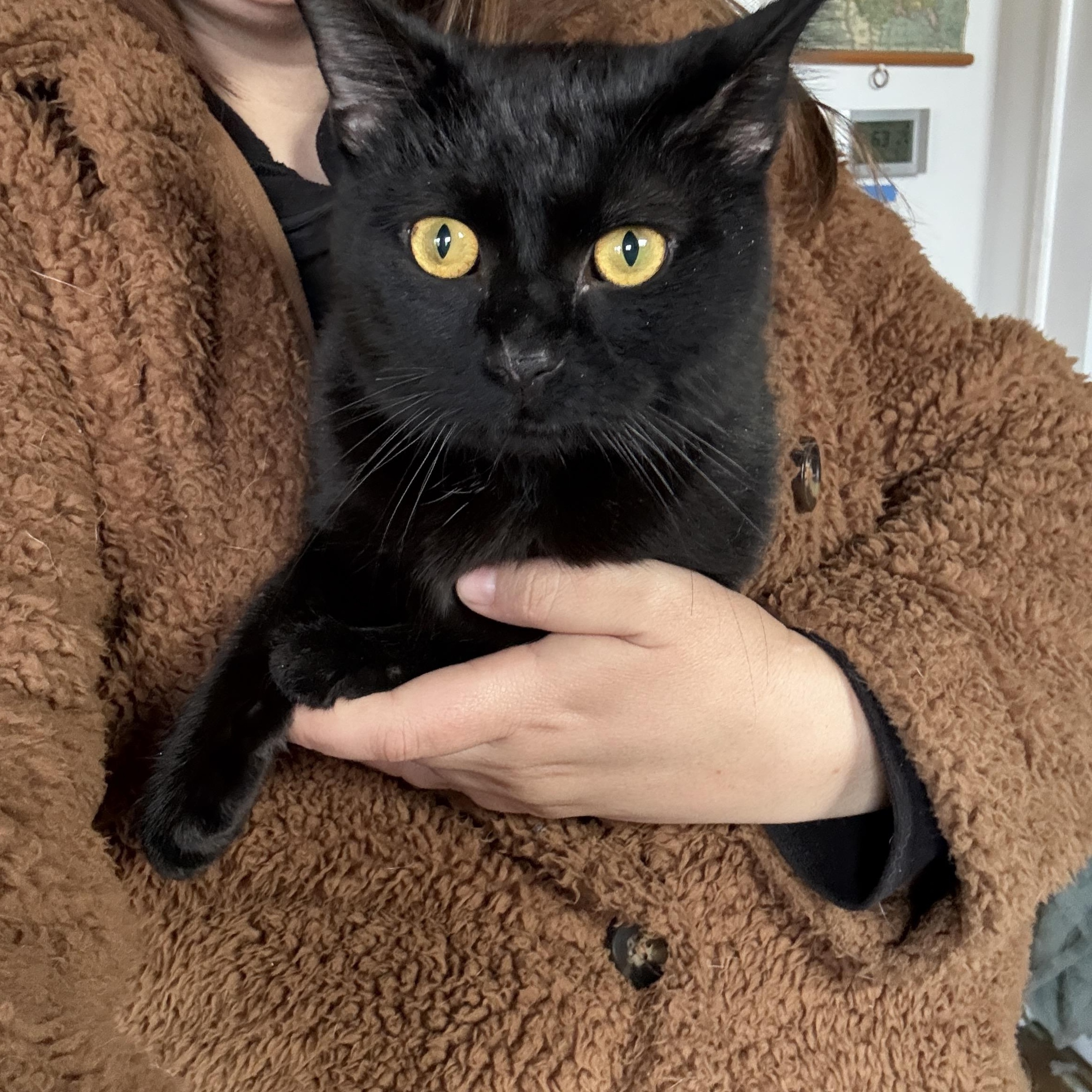 Enlarge Clove, a ADOPTABLE Domestic Short Hair in Clyde, NC image 2/6