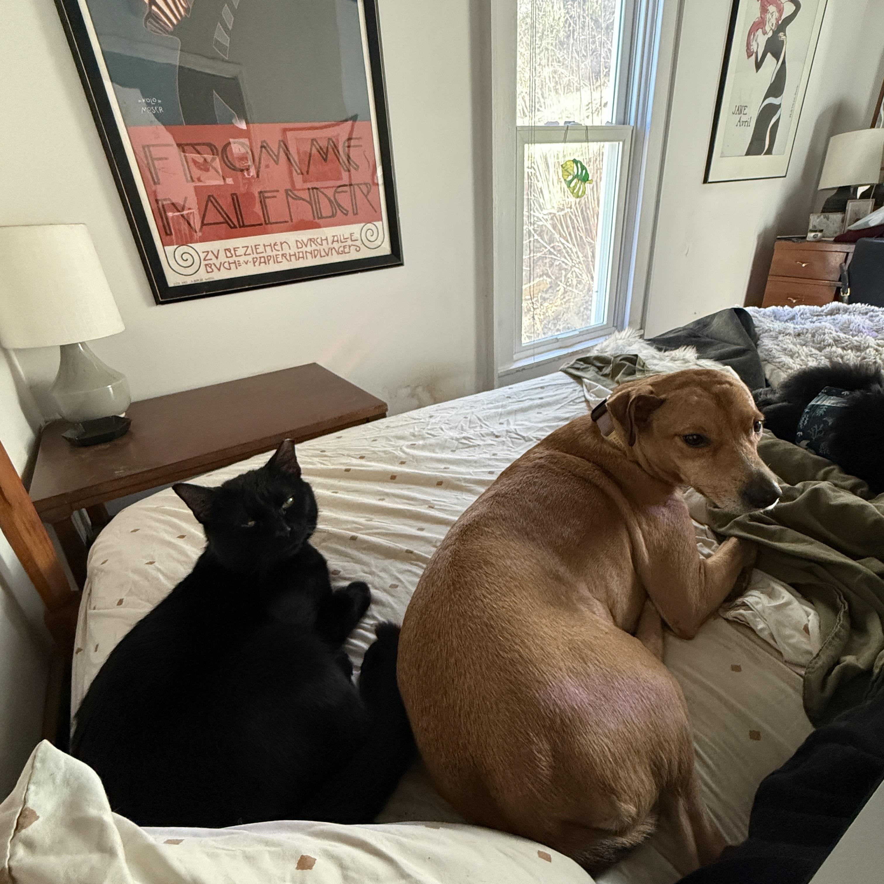 Enlarge Clove, a ADOPTABLE Domestic Short Hair in Clyde, NC image 4/6