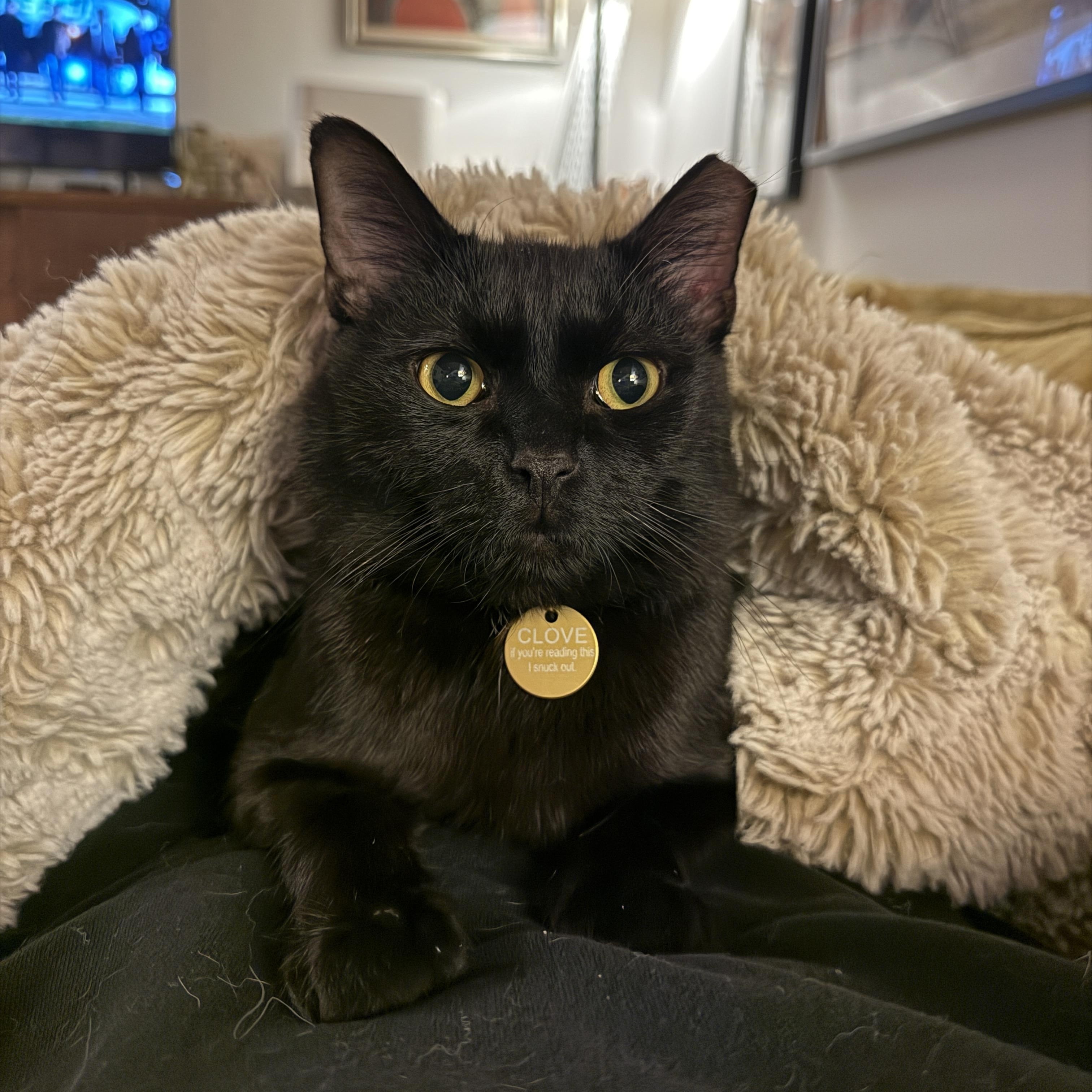 Clove, ADOPTABLE, Adult Male Domestic Short Hair.