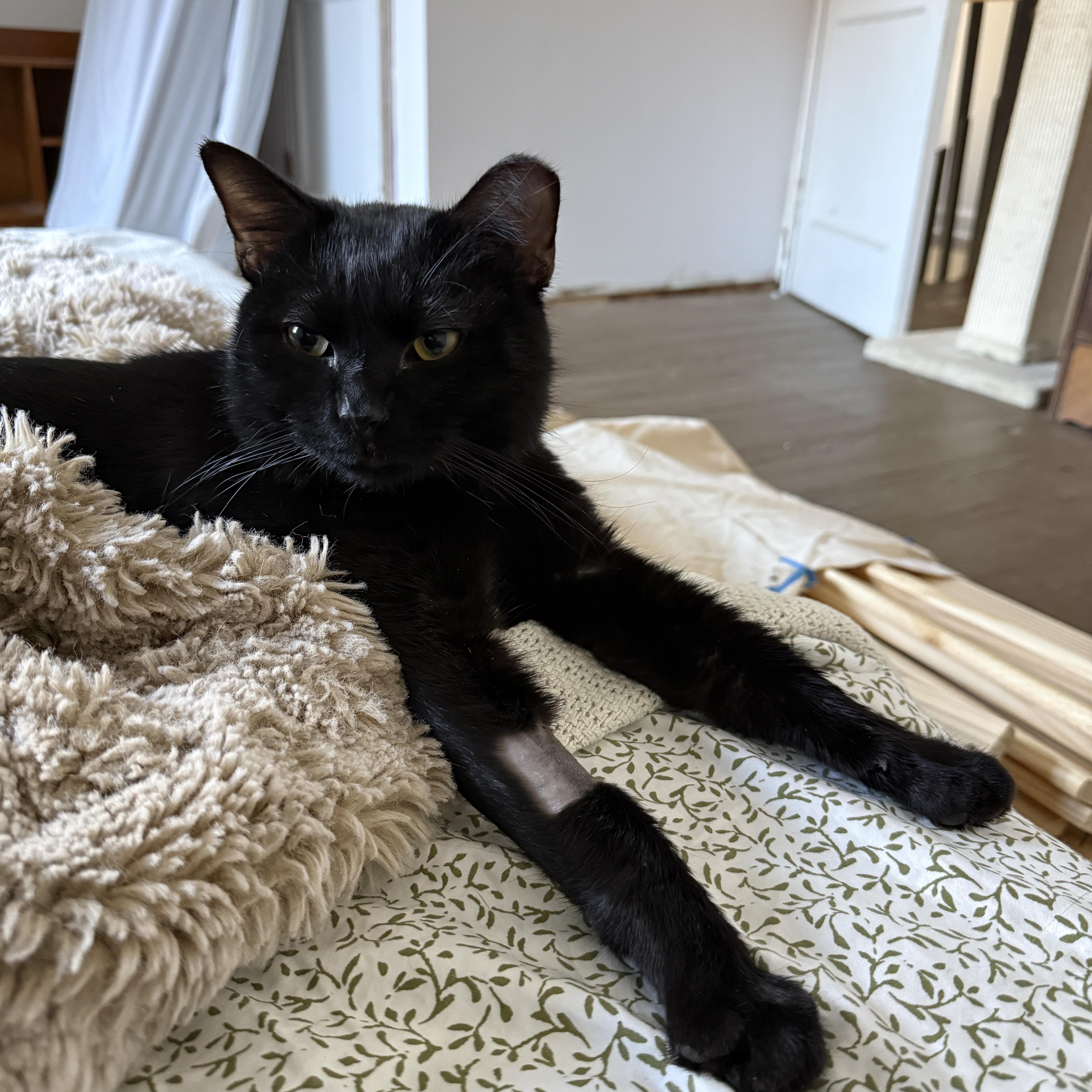 Enlarge Clove, a ADOPTABLE Domestic Short Hair in Clyde, NC image 5/6