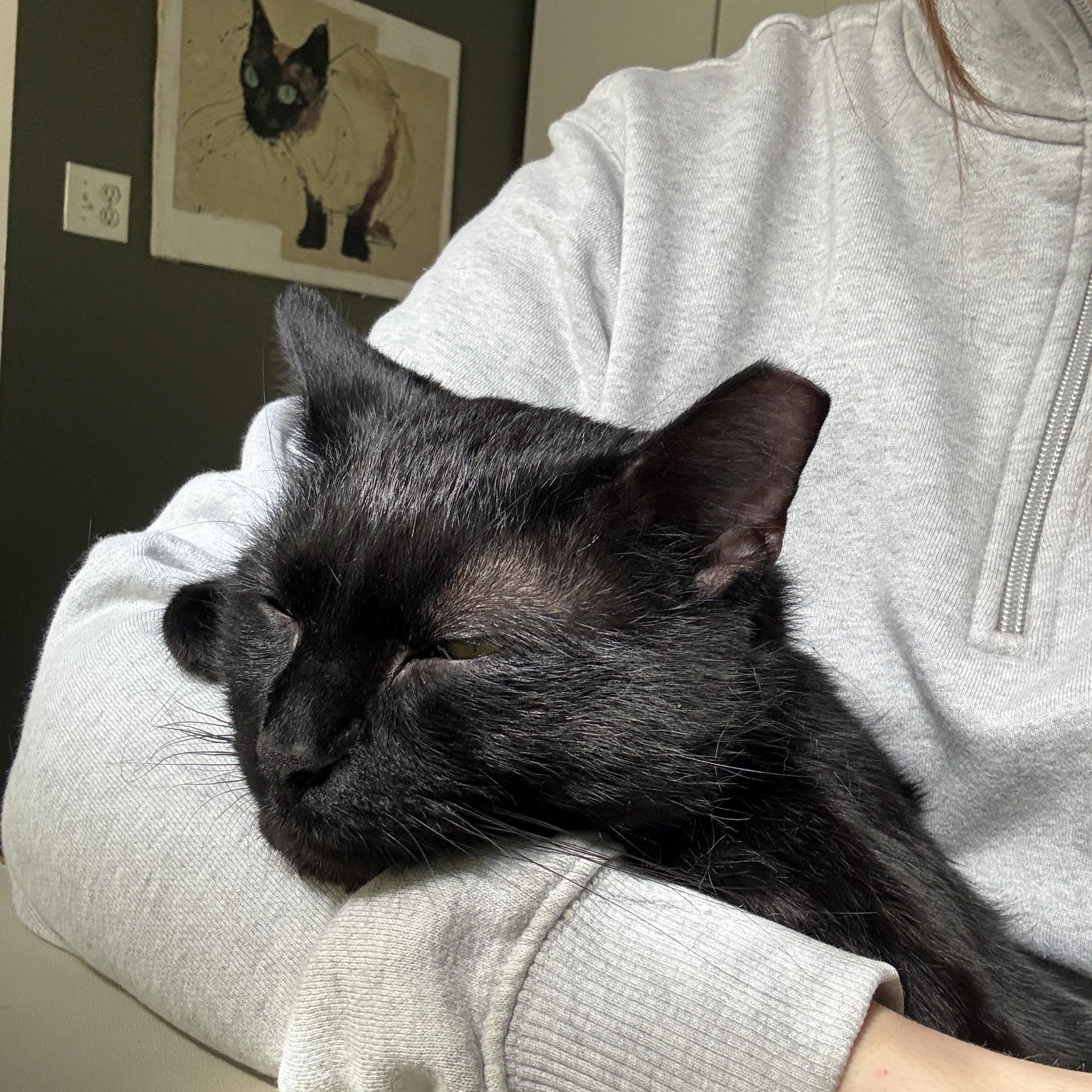 Enlarge Clove, a ADOPTABLE Domestic Short Hair in Clyde, NC image 3/6