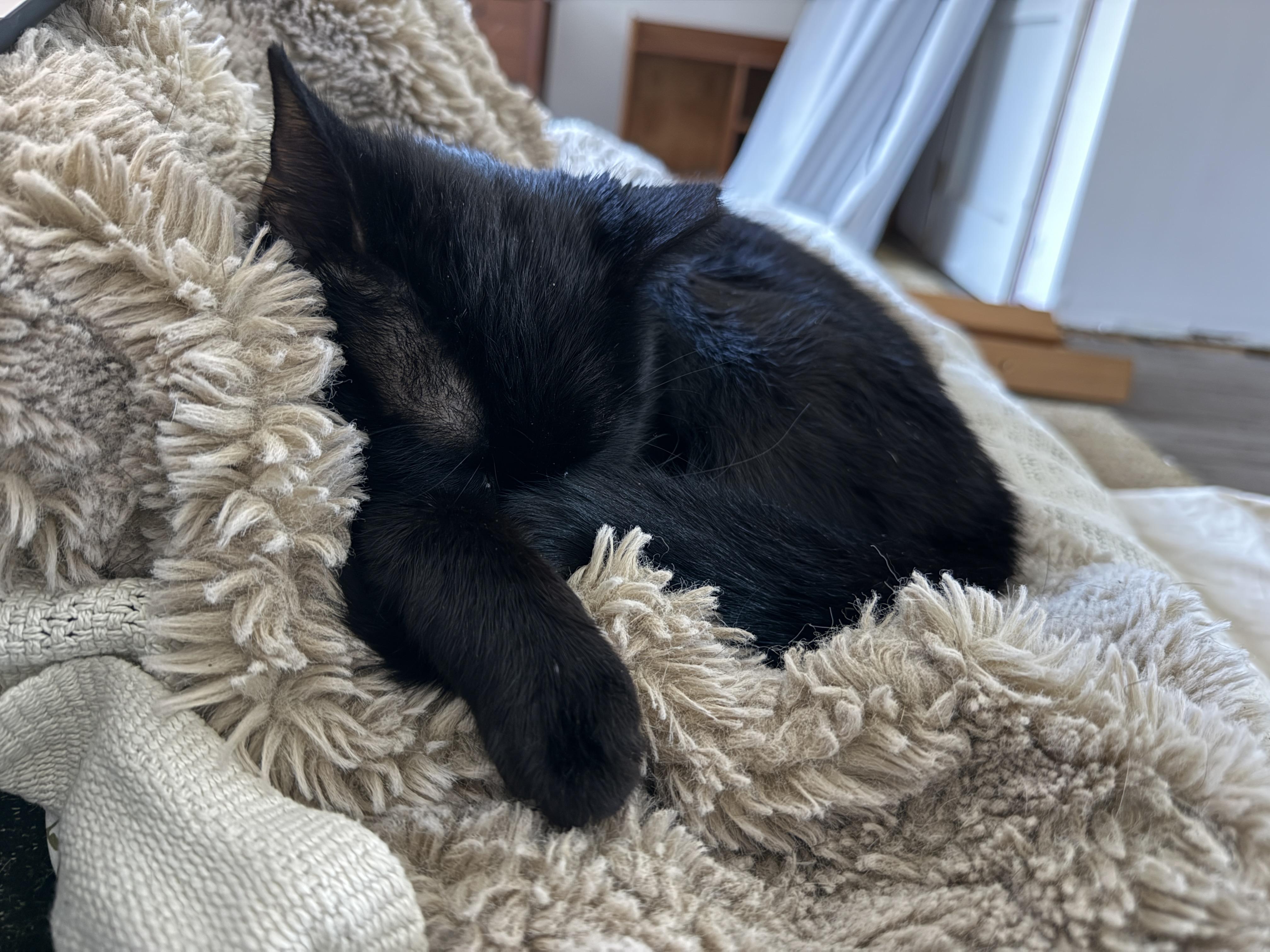 Enlarge Clove, a ADOPTABLE Domestic Short Hair in Clyde, NC image 6/6