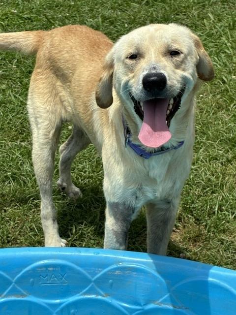Danielsson / Pepaw, Adoptable, Adult Male Golden Retriever & Mixed Breed.