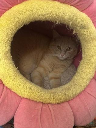 Sriracha, a Adoptable mixed breed in Wilkesboro, NC image 1/3