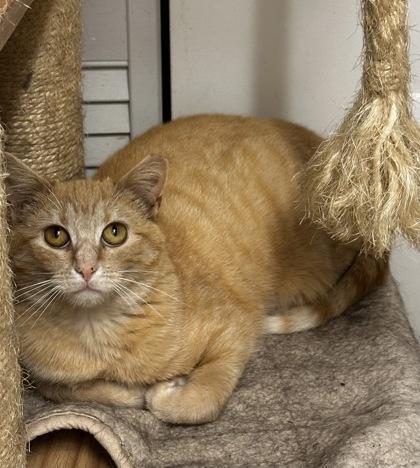 Sriracha, a Adoptable mixed breed in Wilkesboro, NC image 3/3