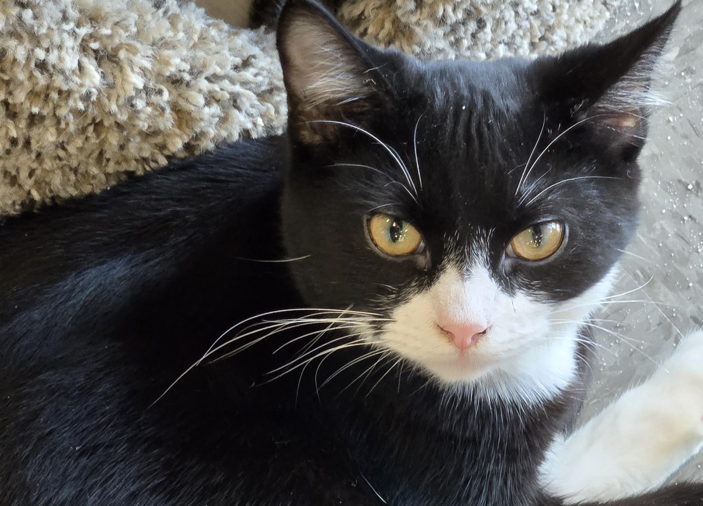 Sly, a Adopted Tuxedo in Salem, OR image 1/4