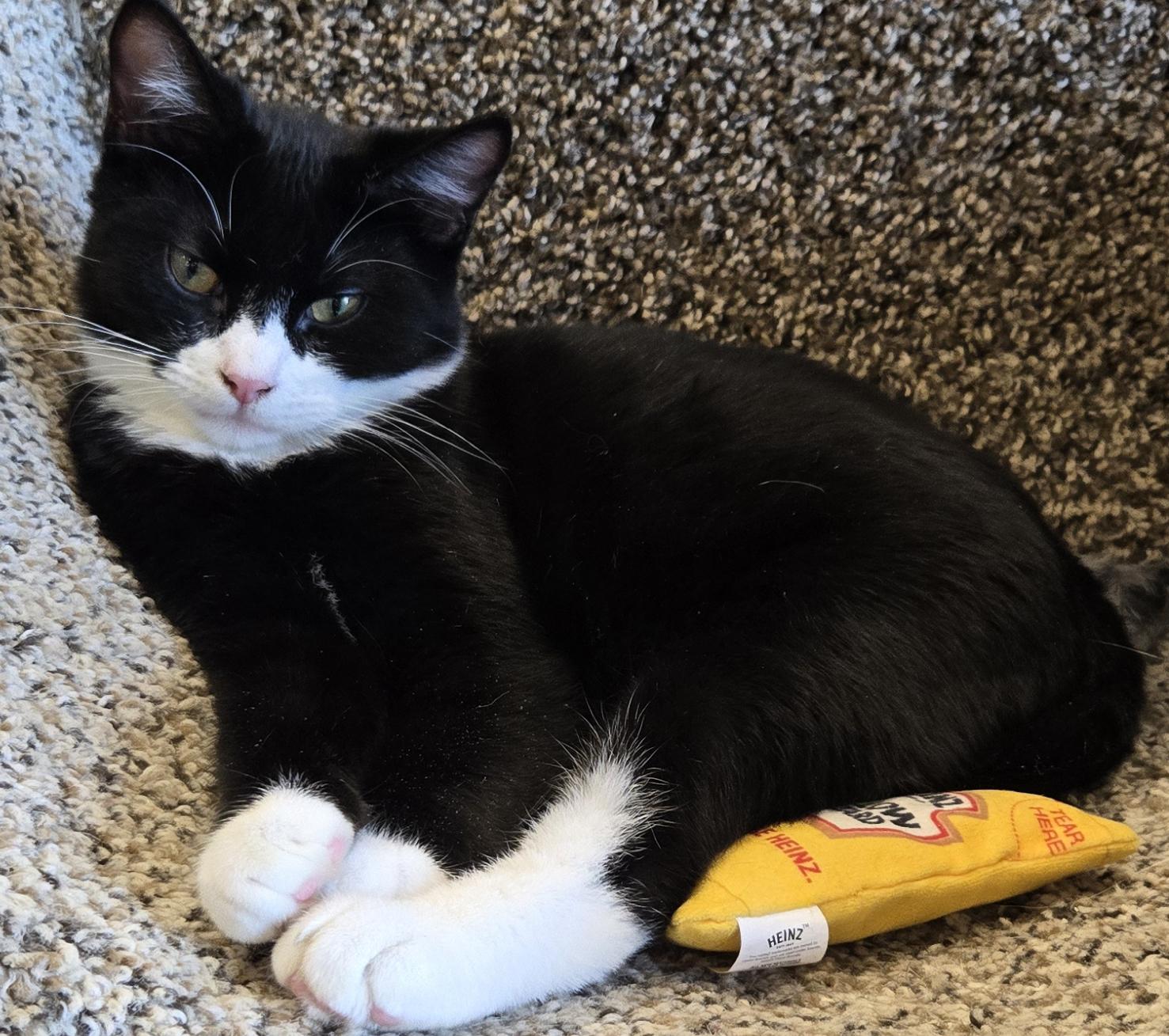 Sly, a Adopted Tuxedo in Salem, OR image 2/4