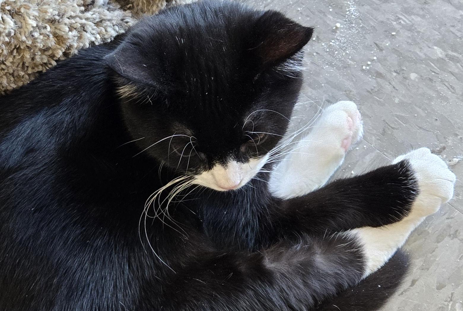 Sly, Adopted, Kitten Male Tuxedo.