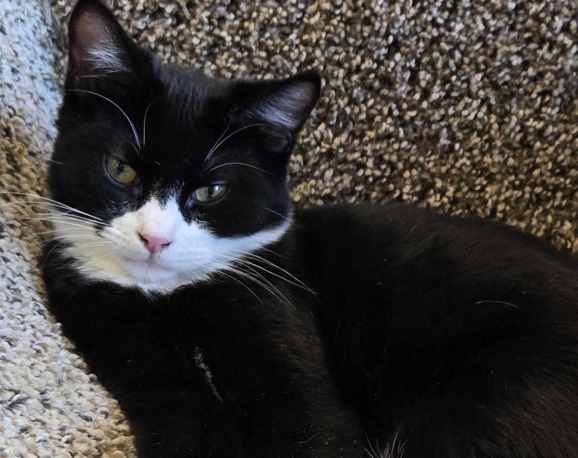 Sly, a Adopted Tuxedo in Salem, OR image 4/4