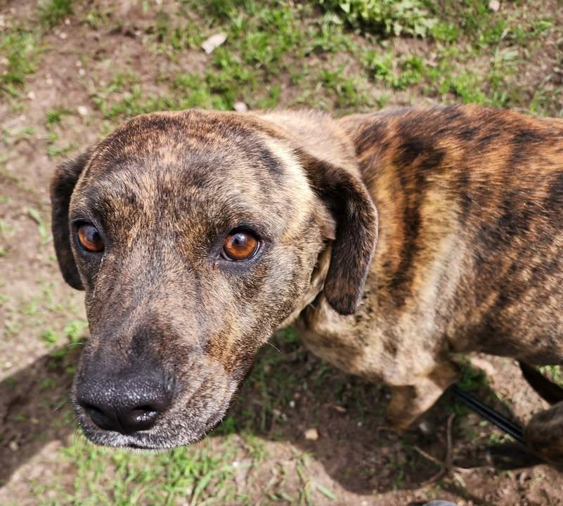Enlarge BRIN, a ADOPTABLE mixed breed in Reed City, MI image 2/4