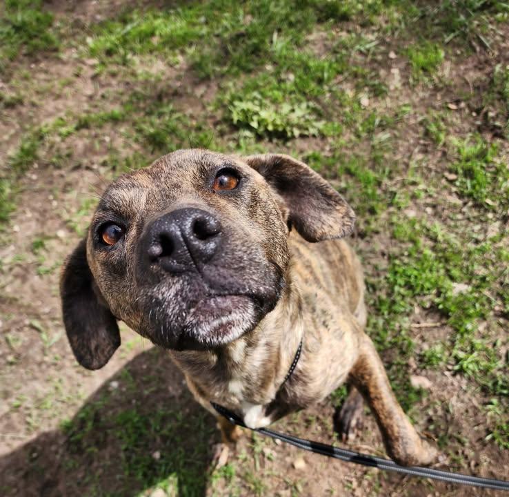 Enlarge BRIN, a ADOPTABLE mixed breed in Reed City, MI image 4/4