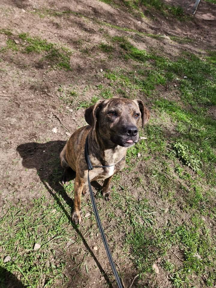 Enlarge BRIN, a ADOPTABLE mixed breed in Reed City, MI image 3/4