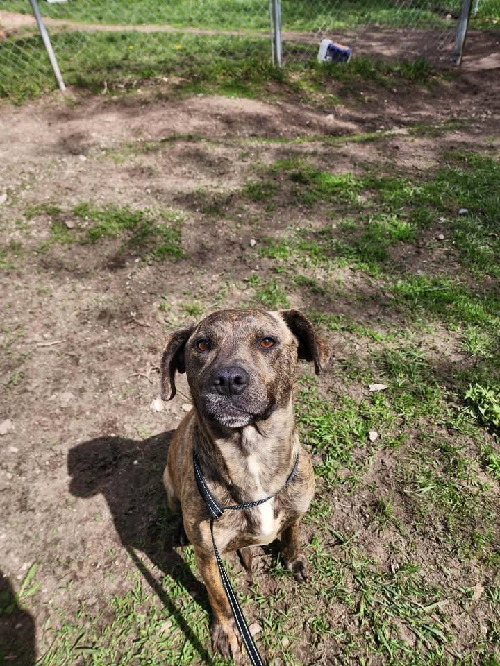 Enlarge BRIN, a ADOPTABLE mixed breed in Reed City, MI image 1/4