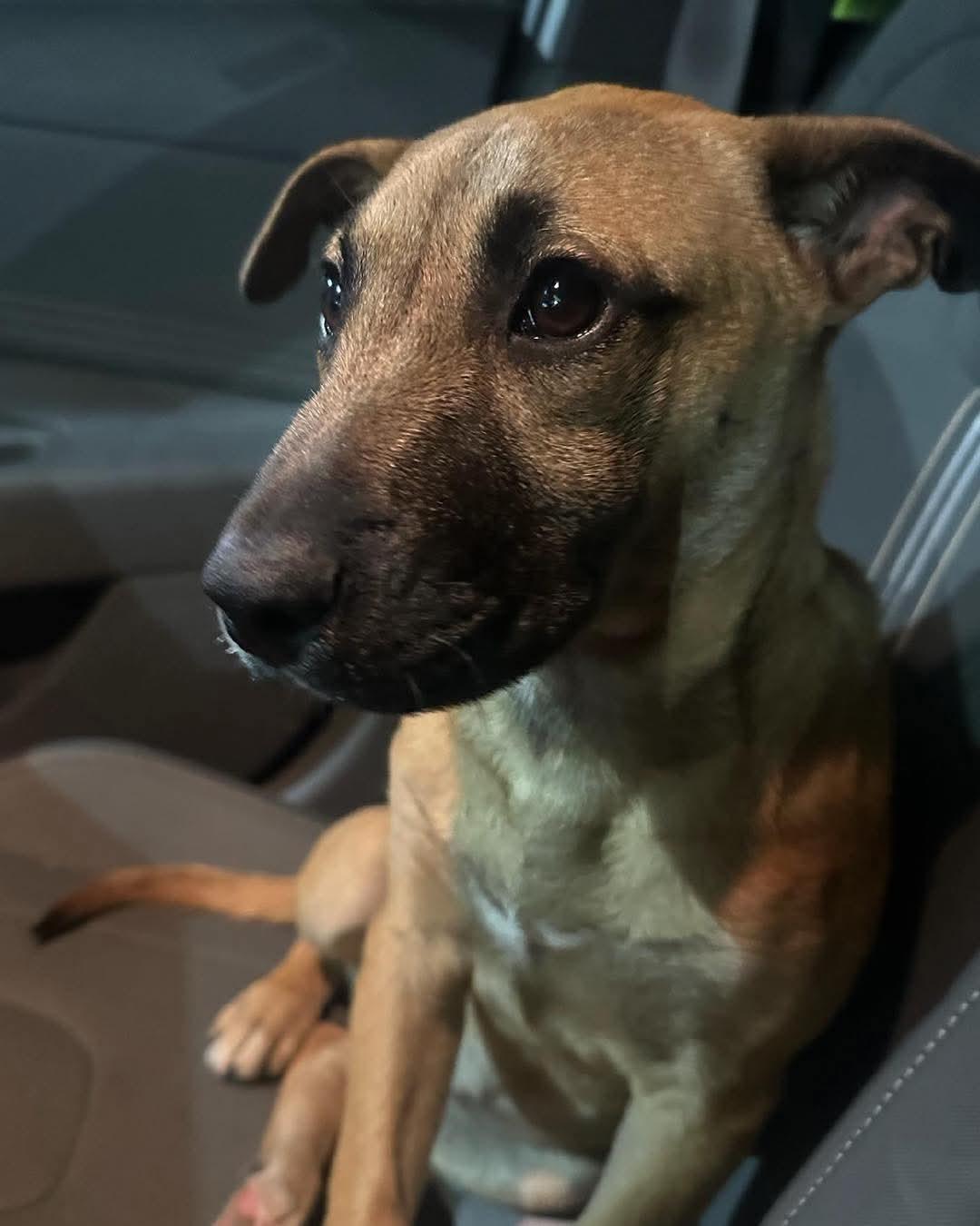 Stella, a Adopted German Shepherd Dog in Panama City, FL image 1/6