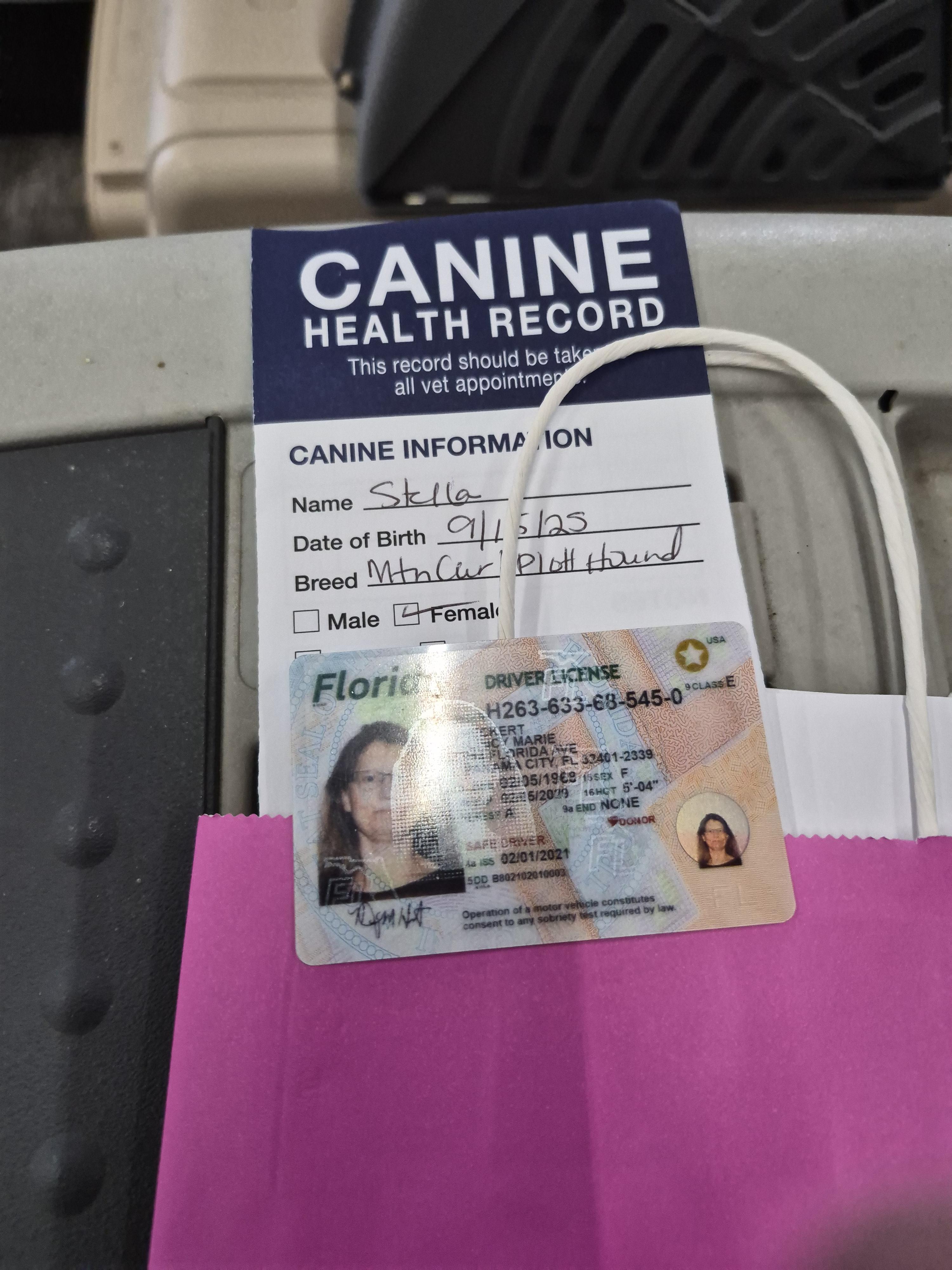 Stella, a Adopted German Shepherd Dog in Panama City, FL image 4/6