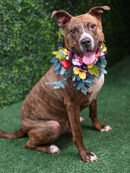 Zelda (Foster), a Adoptable Mixed Breed in Atlanta, GA image 1/3