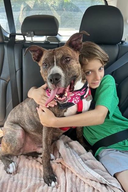 Zelda (Foster), a Adoptable Mixed Breed in Atlanta, GA image 2/3