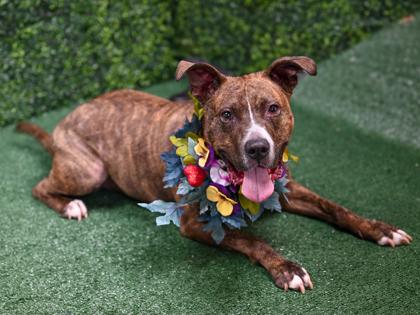 Zelda (Foster), a Adoptable Mixed Breed in Atlanta, GA image 3/3