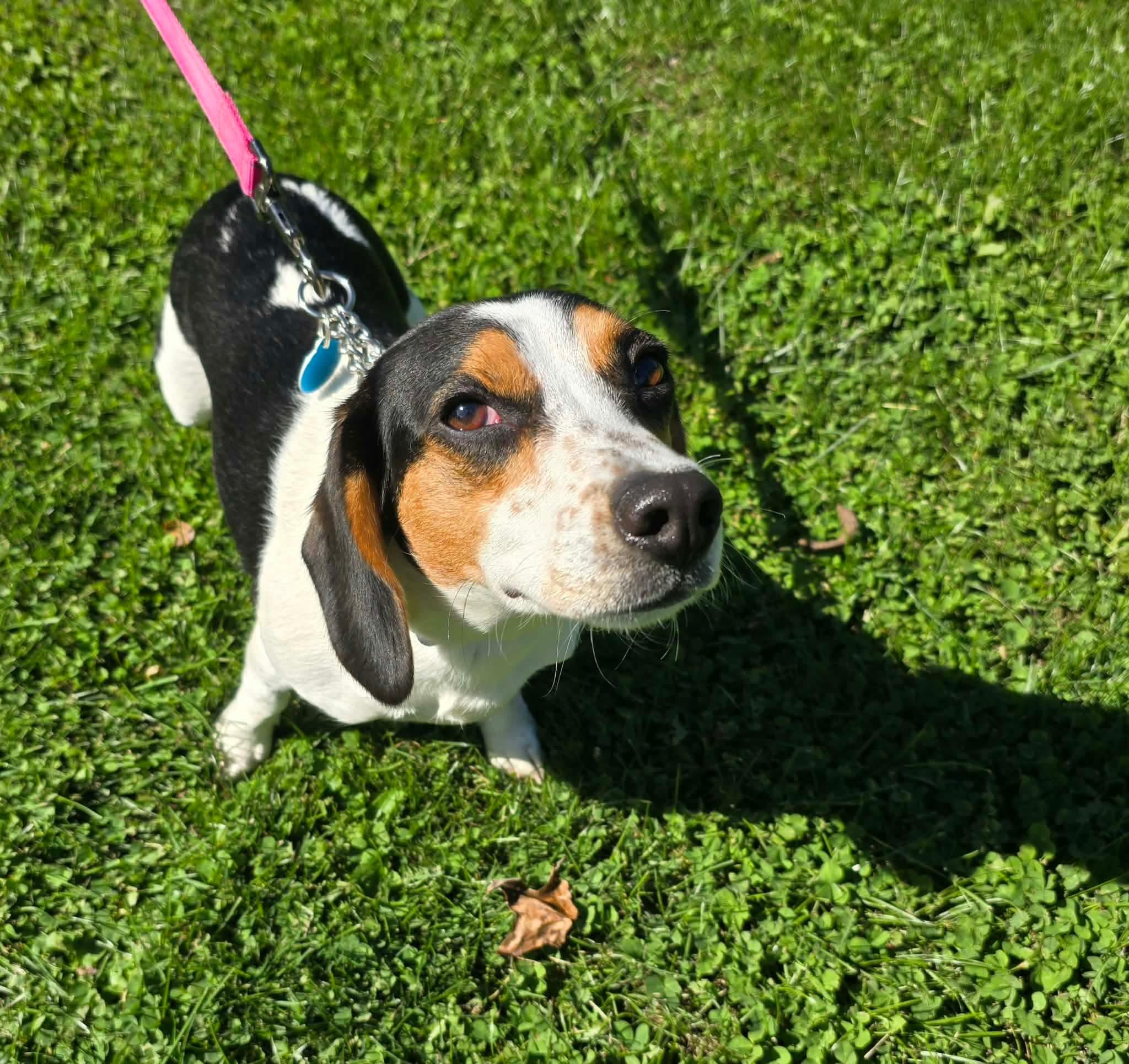 Enlarge Stella, a Adoptable Beagle in St. Clairsville, OH image 2/6