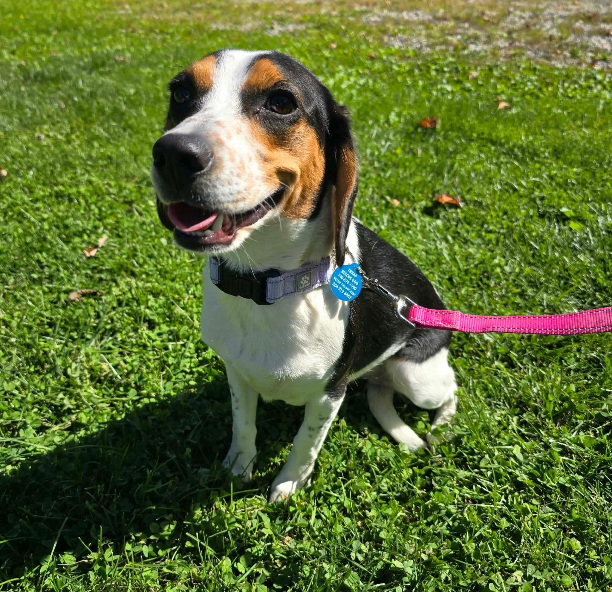 Enlarge Stella, a Adoptable Beagle in St. Clairsville, OH image 6/6