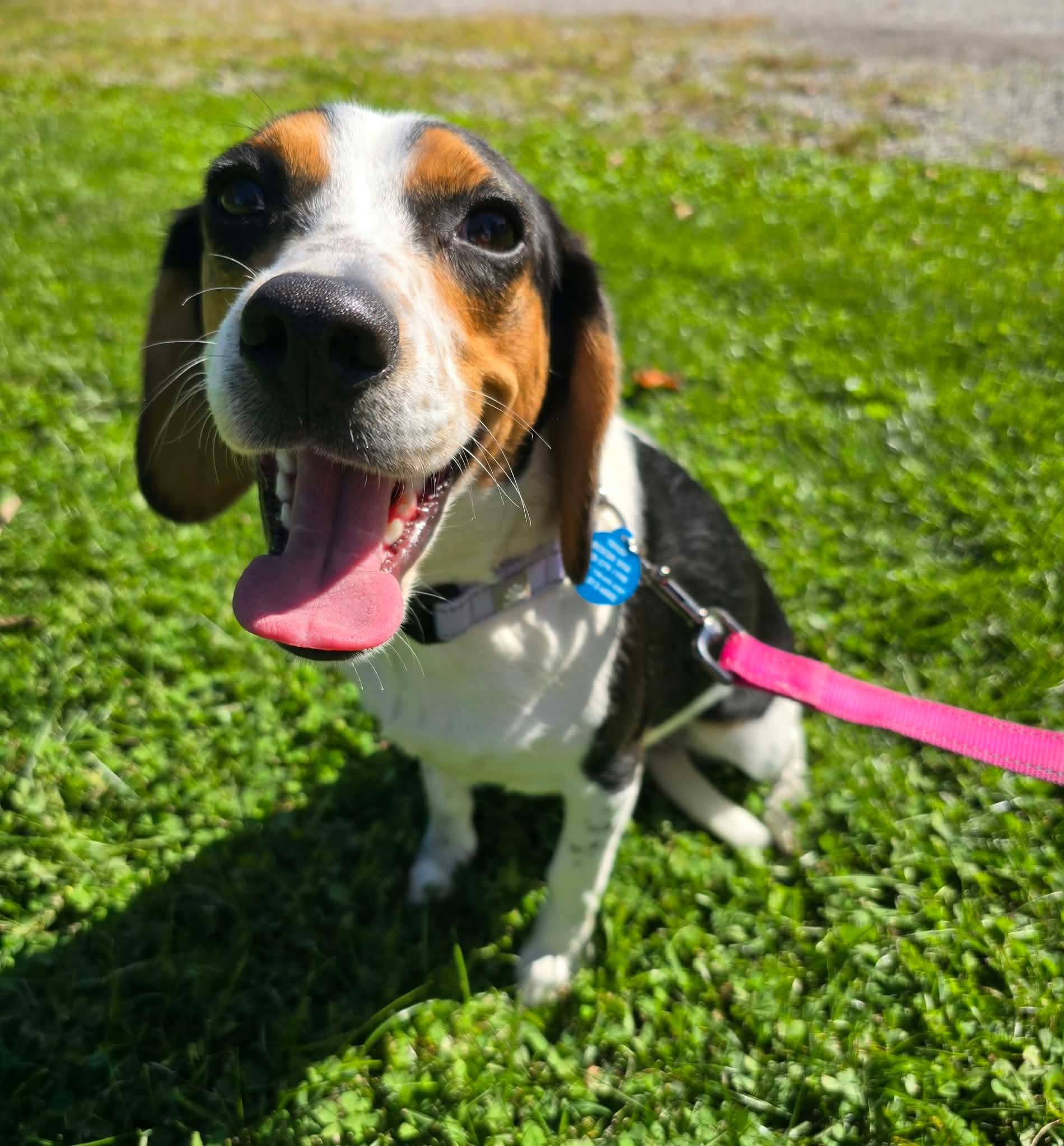 Enlarge Stella, a Adoptable Beagle in St. Clairsville, OH image 5/6