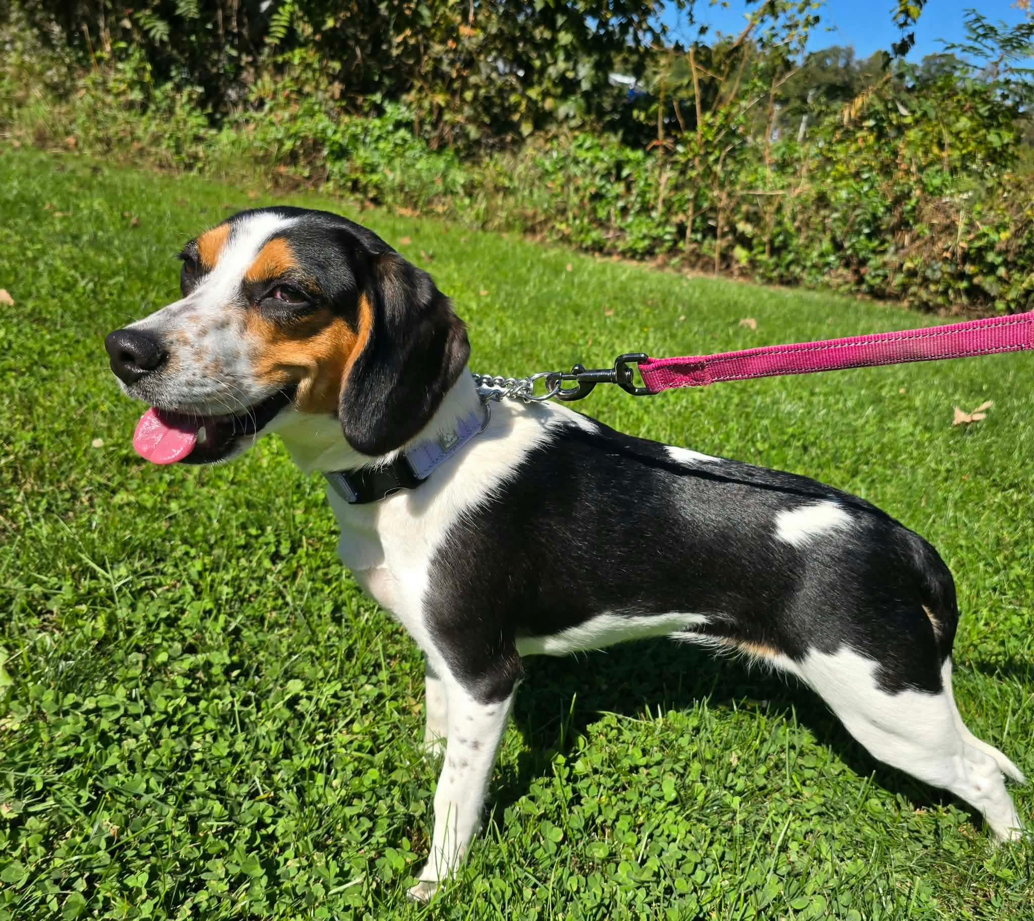 Enlarge Stella, a Adoptable Beagle in St. Clairsville, OH image 4/6